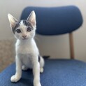 【スリゴロ甘えん坊】陽気な男の子 まなつくん