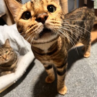 ⭐︎成猫イイね⭐︎きゅん家族募集中