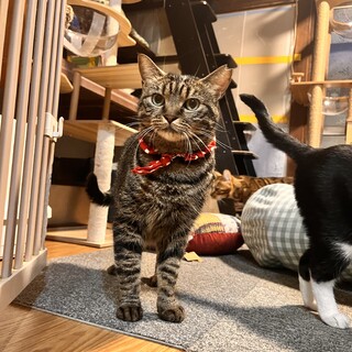 ⭐︎成猫イイね⭐︎あんこちゃん家族募集中