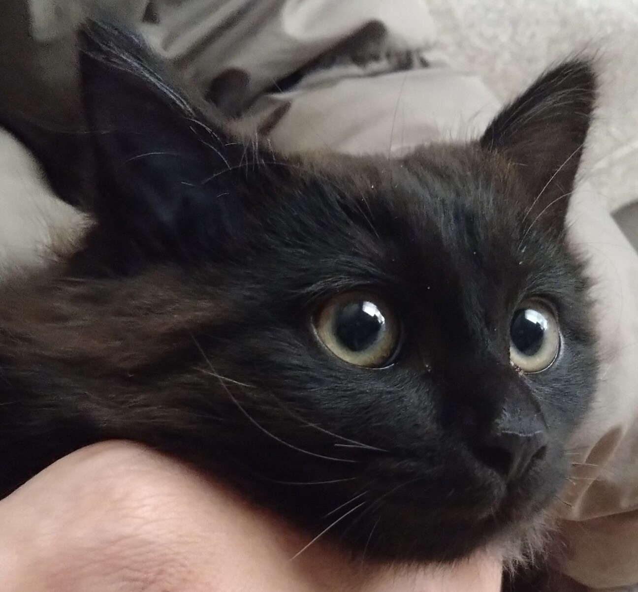 おっとりなココア色の長毛」大阪府 - 猫の里親募集(533711