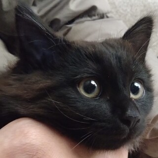 おっとりなココア色の長毛男の子☆ゴマ君！