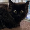 おっとりなココア色の長毛男の子☆ゴマ君！ サムネイル6