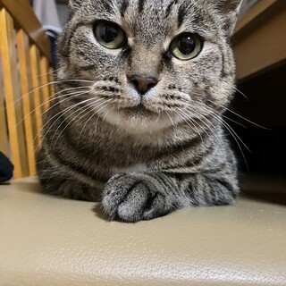 人が大好きなキジトラ