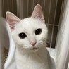 【7/26浜松町】仲良し白兄弟オッドアイの宗光くん サムネイル7