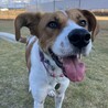 大きなお耳がキュートなThe野犬『たまみ』ちゃん