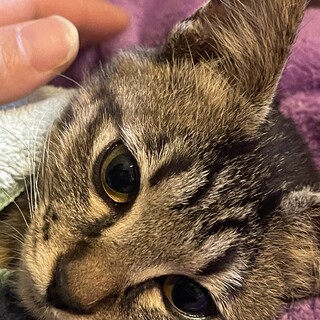 人馴れした元気いっぱいの男の子