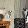 コンドコ