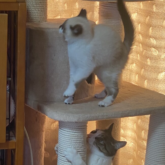 コンドコのカバー写真