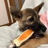 お問い合わせを頂きましたオス子犬 サムネイル6