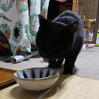 とても活発で賢い雄猫です。