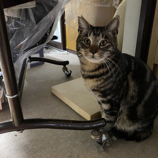 おっとりとしたのんびり屋さんです。