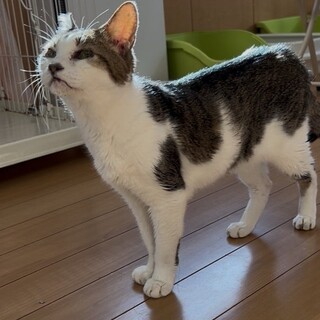 最初で最後の家族を探しています。いのりくん