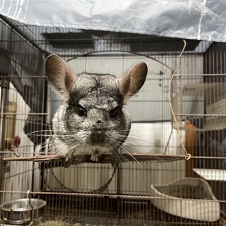 チンチラの里親募集