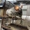チンチラの里親募集 サムネイル2