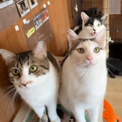 ★ご予約不要★保護猫譲渡会！どうぞお気軽にお越しください(^o^)