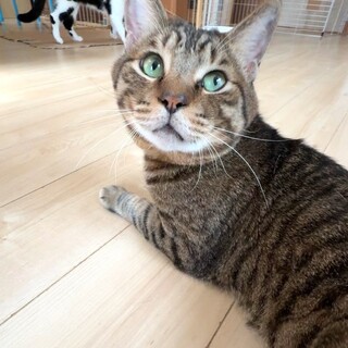 おっとり優しいじゃじゃ丸くん☆人も猫も大好き