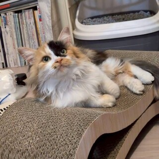 ふわふわゴージャス♥ミケ様♡リボンちゃん