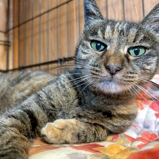 人慣れバッチリ◎きれいなサビ猫さん喜子ちゃん