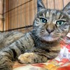 人慣れバッチリ◎きれいなサビ猫さん喜子ちゃん サムネイル1