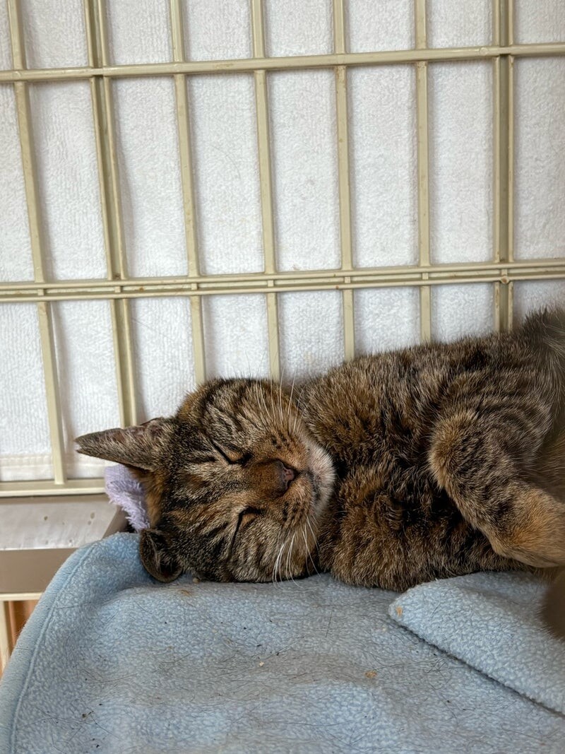 人慣れバッチリ◎きれいなサビ猫さん喜子ちゃん サムネイル2