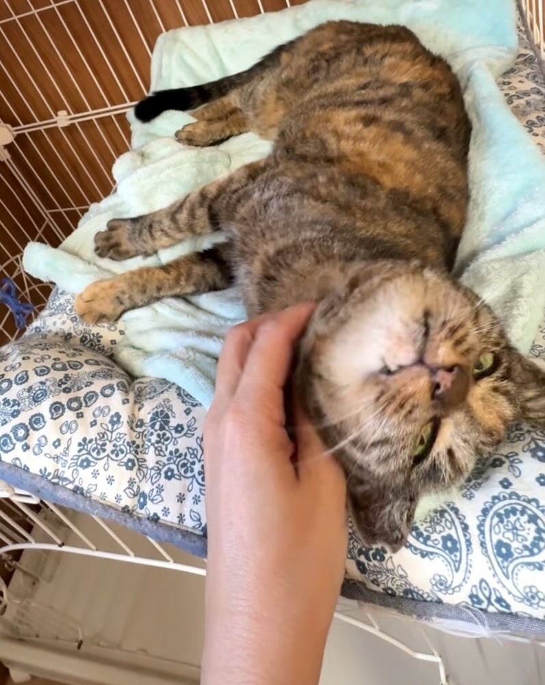 人慣れバッチリ◎きれいなサビ猫さん喜子ちゃん サムネイル4