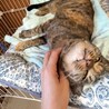 人慣れバッチリ◎きれいなサビ猫さん喜子ちゃん サムネイル4