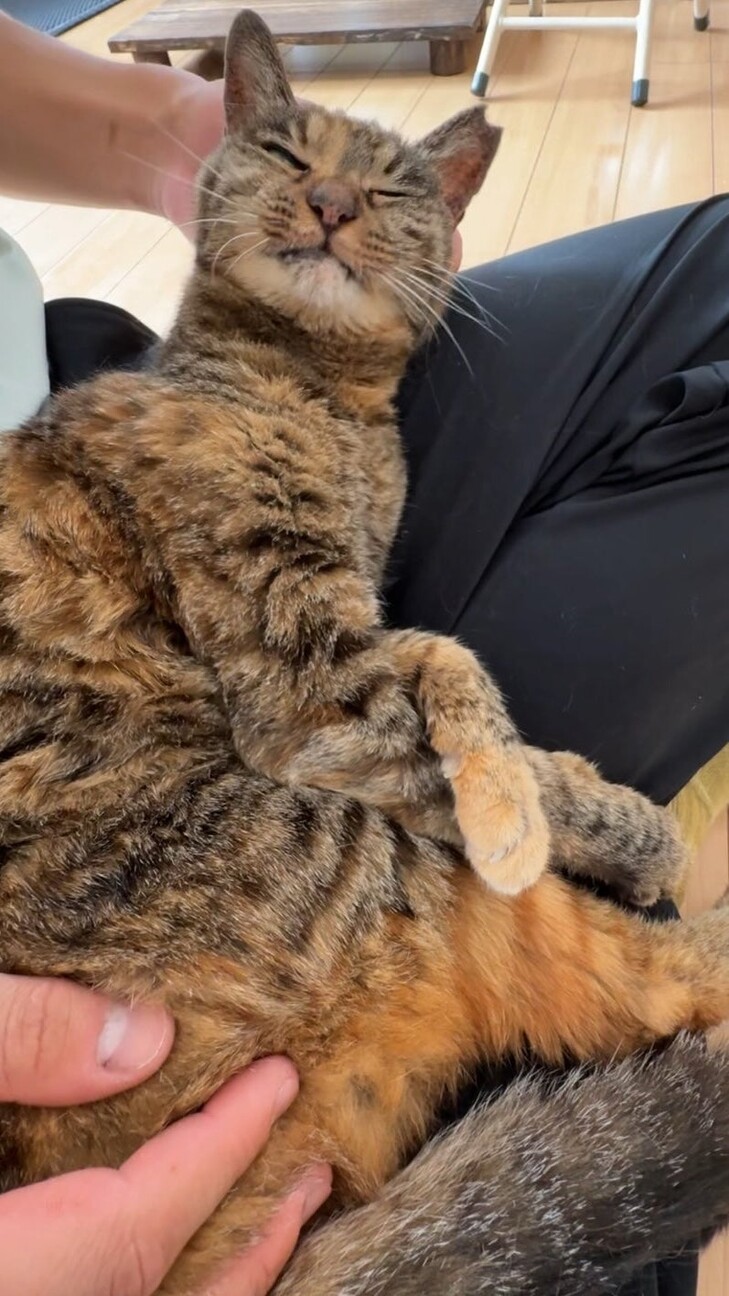 人慣れバッチリ◎きれいなサビ猫さん喜子ちゃん サムネイル5