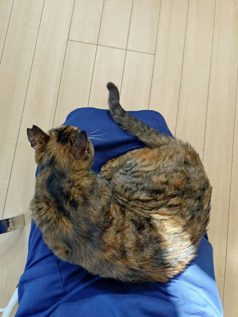 人慣れバッチリ◎きれいなサビ猫さん喜子ちゃん サムネイル6