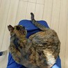 人慣れバッチリ◎きれいなサビ猫さん喜子ちゃん サムネイル6