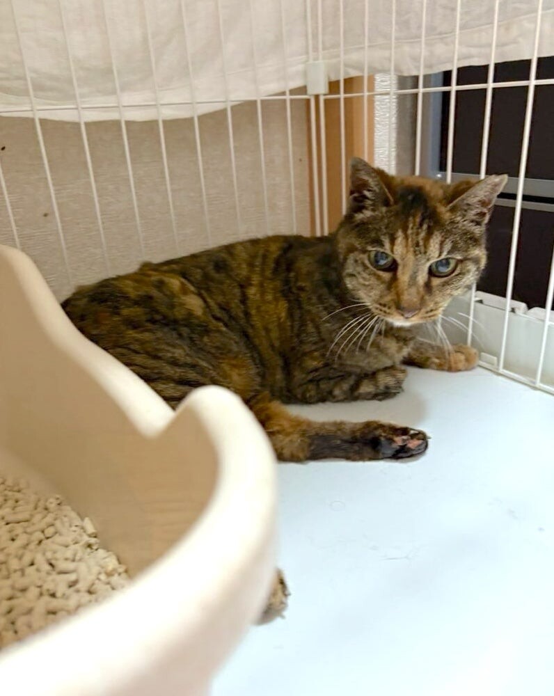 人慣れバッチリ◎きれいなサビ猫さん喜子ちゃん サムネイル7