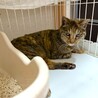 人慣れバッチリ◎きれいなサビ猫さん喜子ちゃん サムネイル7