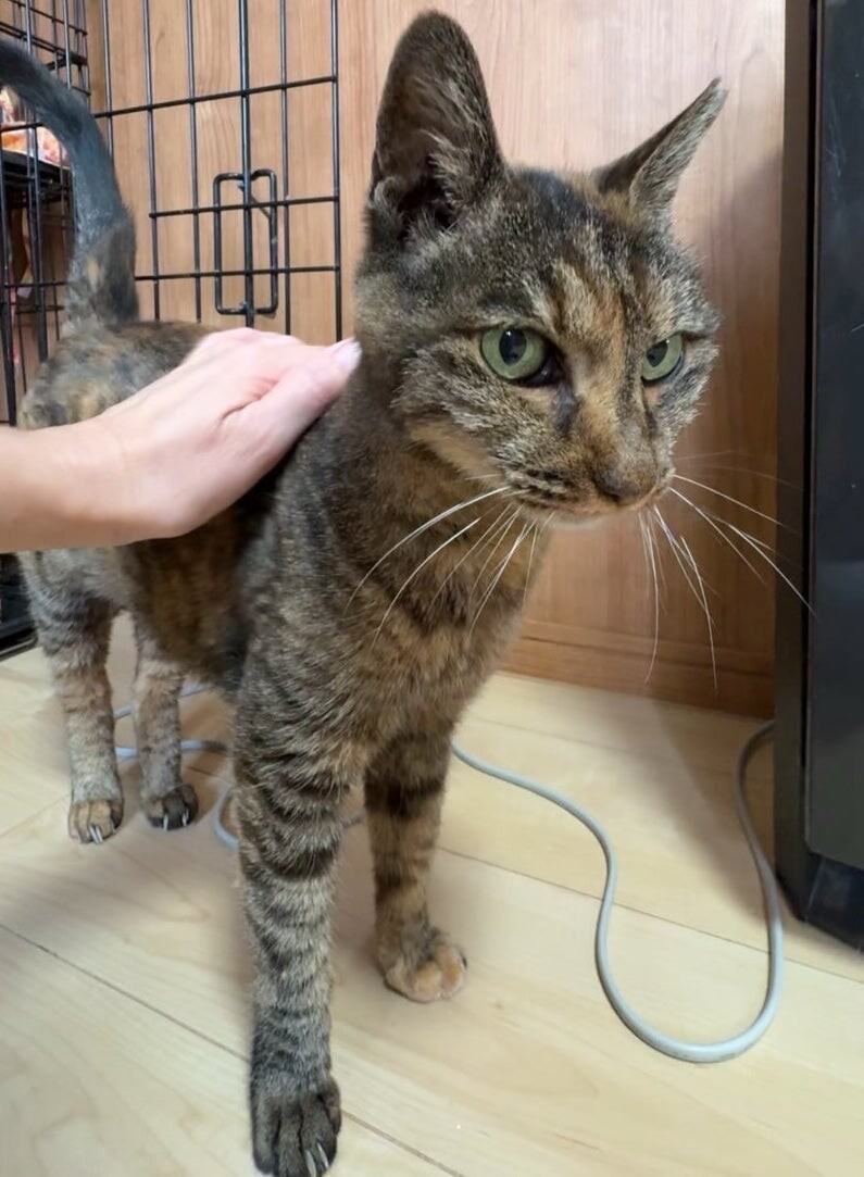 人慣れバッチリ◎きれいなサビ猫さん喜子ちゃん サムネイル3