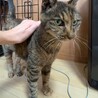 人慣れバッチリ◎きれいなサビ猫さん喜子ちゃん サムネイル3