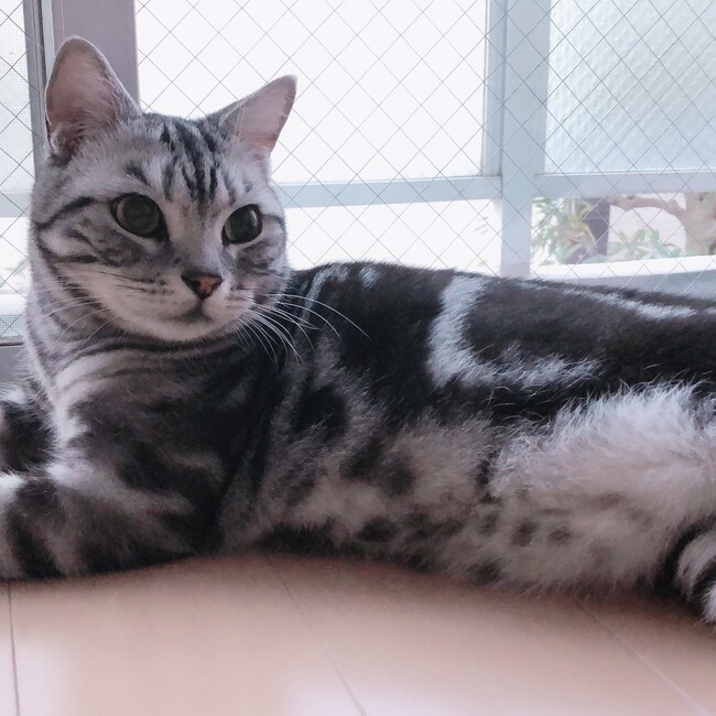 ゴン太まるのカバー写真