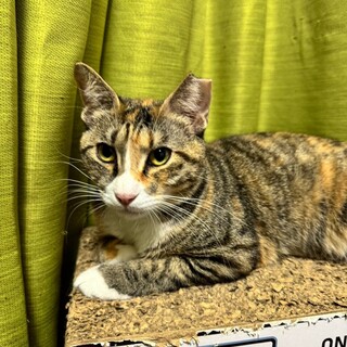 人慣れバツグン！！適応力高め女子☆梅子