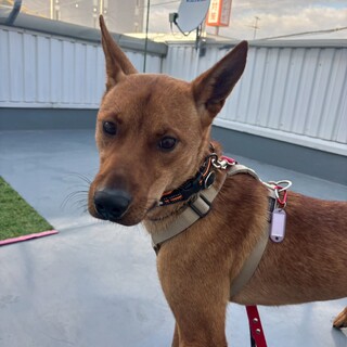 キリッとイケワン【玄】くん