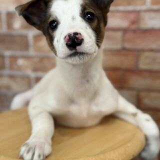 頭にハートマークがある甘えん坊スマッジ君　一時中断