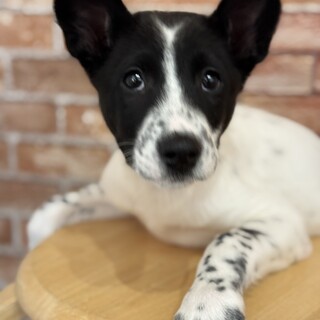 元気いっぱいの男の子　タキシード君♪　一時募集中断