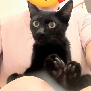 愛嬌満タン黒猫つつじちゃん