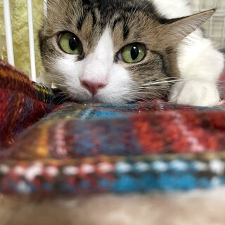 元ママ猫のきれいな目をしたあんねちゃん