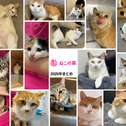 「2026年もよろしくお願いいたします」サムネイル1