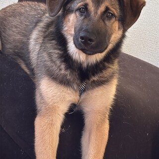 シェパード×ハスキー4ヶ月の元気な男の子