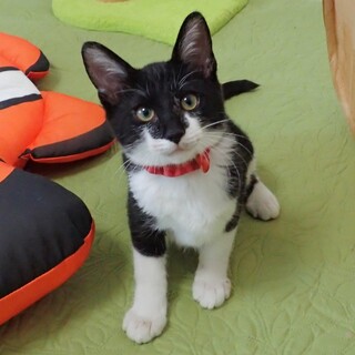 【1/10東銀座】ぷうたくん★４ヵ月♪