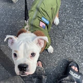 ハーフ犬のビビリで人懐っこい生後5ヶ月