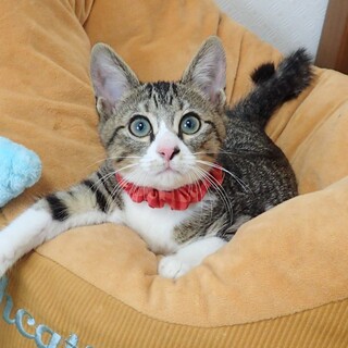 【1/10東銀座】ぺこりんくん★４ヵ月♪