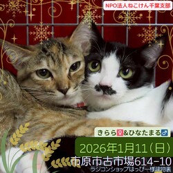 ねこけん千葉支部　譲渡会 サムネイル1