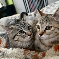 ねこけん千葉支部　譲渡会 サムネイル2