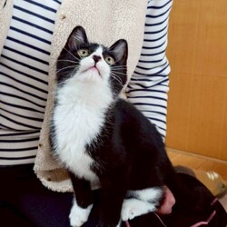 ねこけん千葉支部　譲渡会 サムネイル3