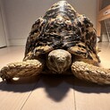 ヒョウモンリクガメ 