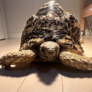 ヒョウモンリクガメ 